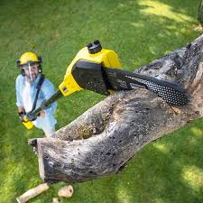 Reliable Glenwood, IA Tree Services Solutions